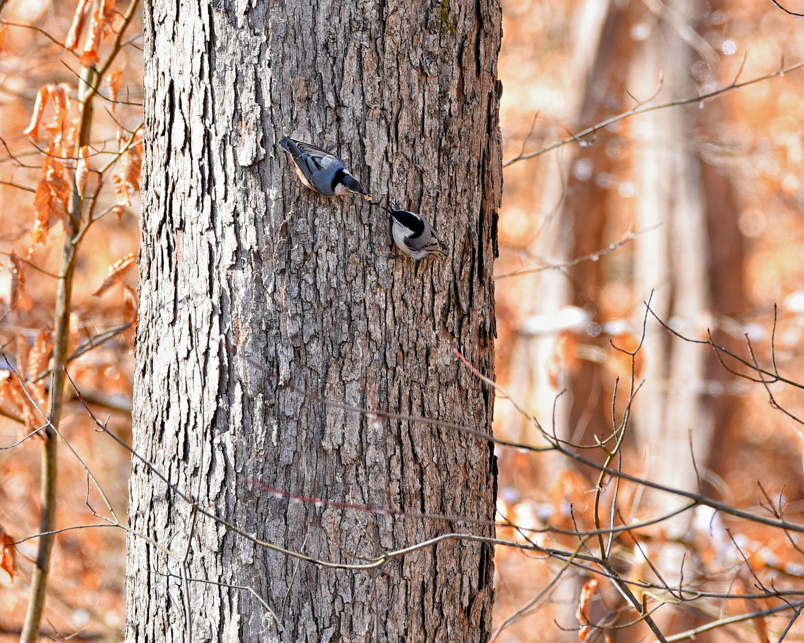 Nuthatch